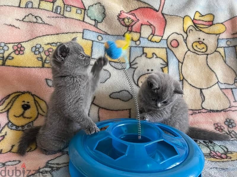 Scottish fold kittens 0