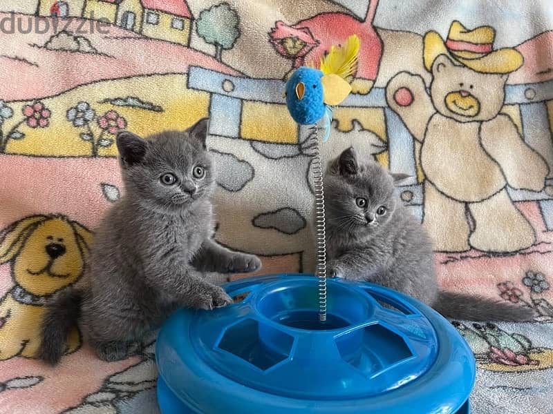 Scottish fold kittens 1