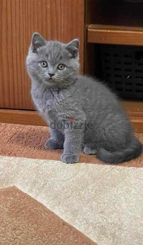 Scottish fold kittens 2