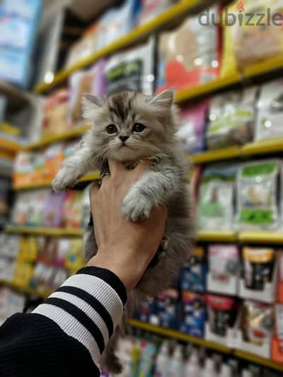 pet's Mega Store