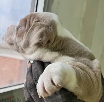 Red Nose blue eyes puppies