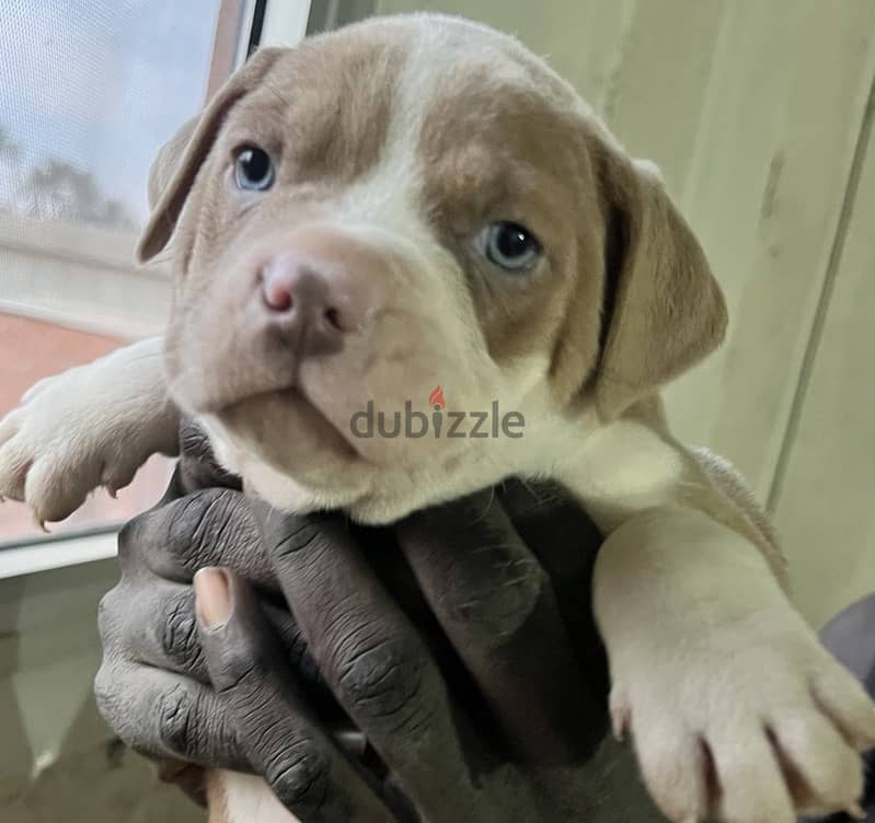 Red Nose blue eyes puppies 2