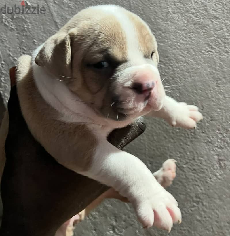 Red Nose blue eyes puppies 4