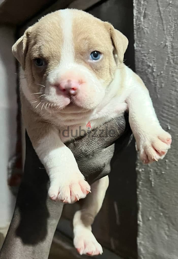 Red Nose blue eyes puppies 6