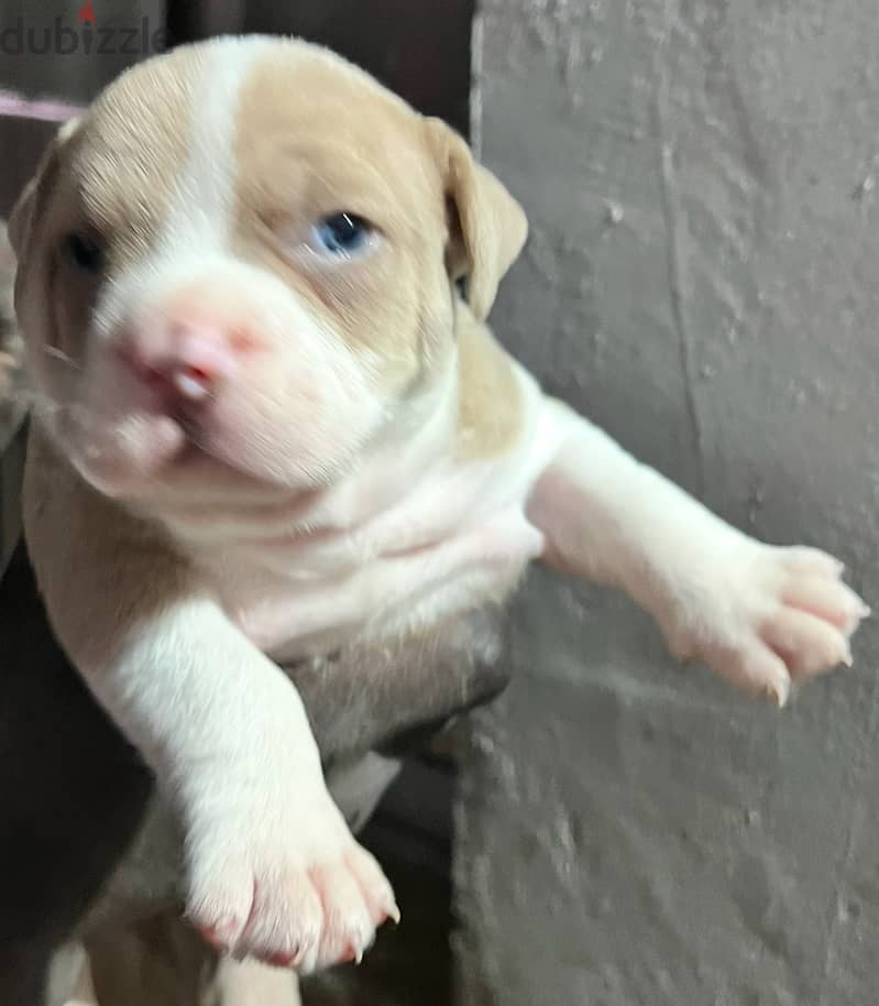 Red Nose blue eyes puppies 7