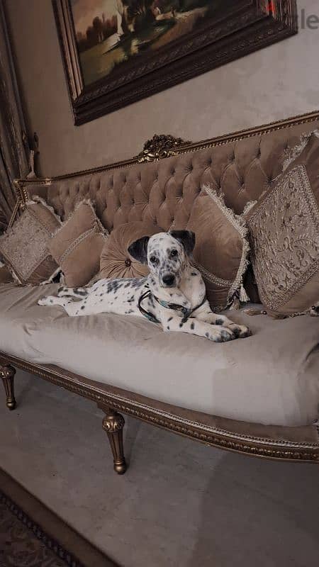 dalmatian for sale 1