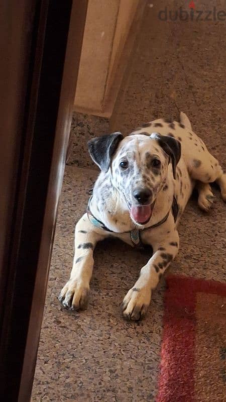 dalmatian for sale 2