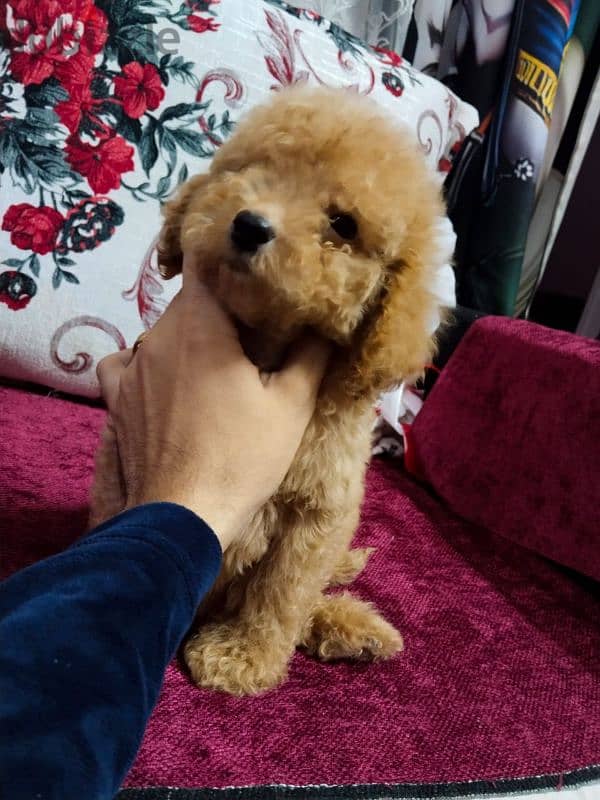 poodle color : brown toy poodle بودل توي بودل 3