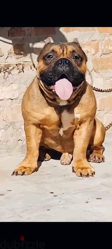 American bully 3