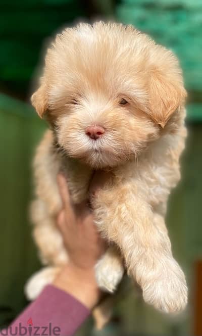 Havanese