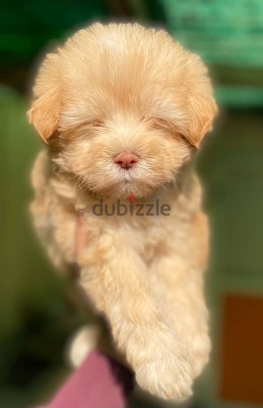 Havanese 1