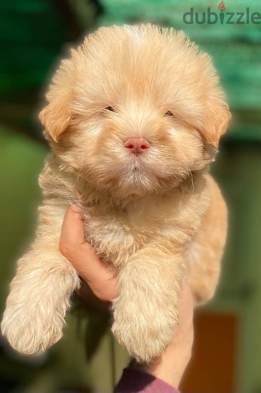 Havanese 7