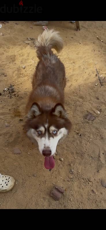 husky 9 months for sell بنوته هاسكي ٩ شهور للبيع