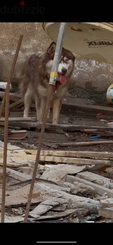 husky 9 months for sell بنوته هاسكي ٩ شهور للبيع 1