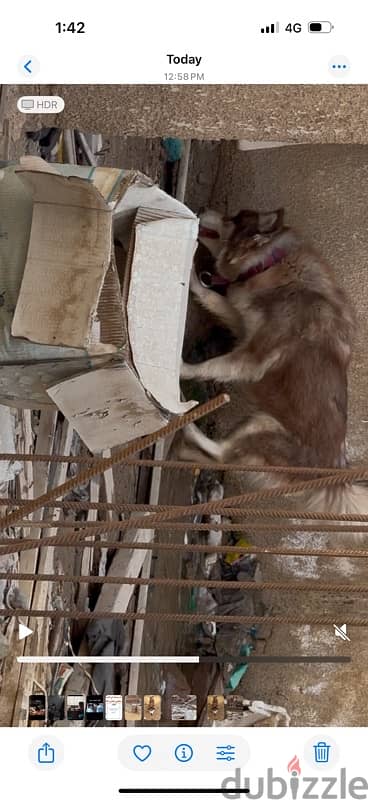 husky 9 months for sell بنوته هاسكي ٩ شهور للبيع 2