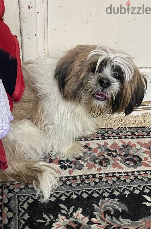 نتاية شيتزو female shihtzu 1