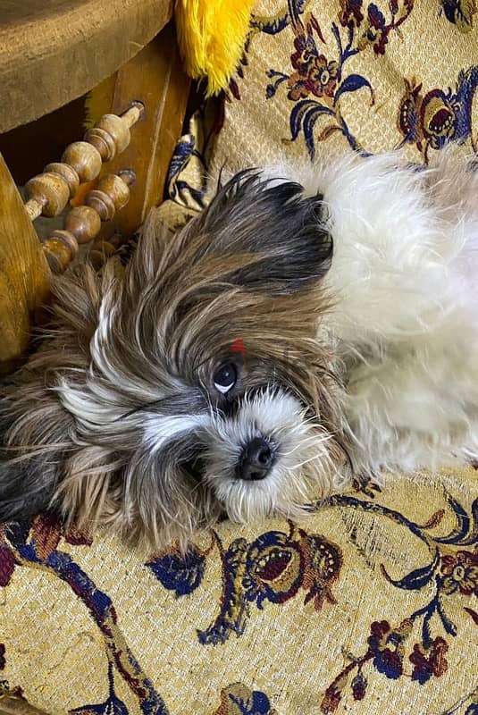 نتاية شيتزو female shihtzu 2