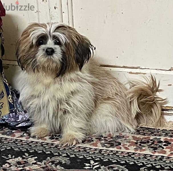 نتاية شيتزو female shihtzu 4