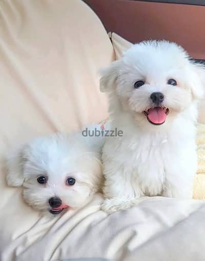 maltese puppies جراوي مالتيز