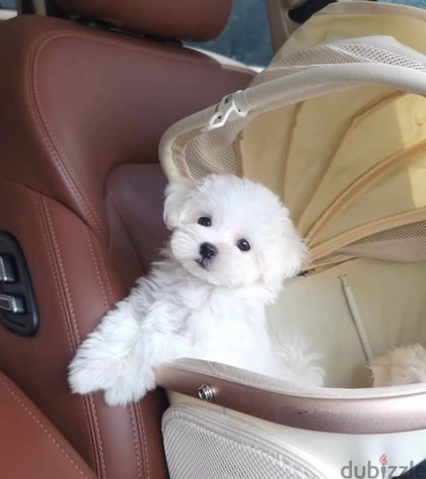 maltese puppies جراوي مالتيز 1