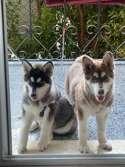 husky for sale