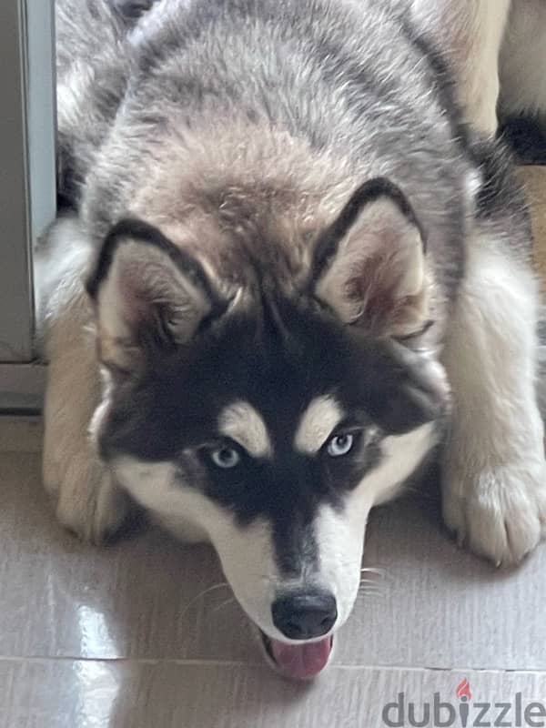 husky for sale 2