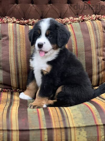 bernese mountain dog