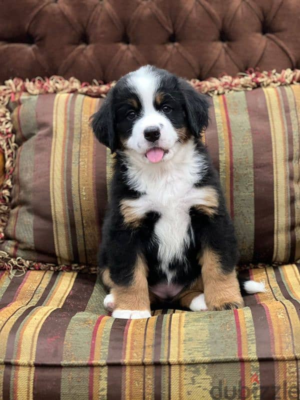 bernese mountain dog 3