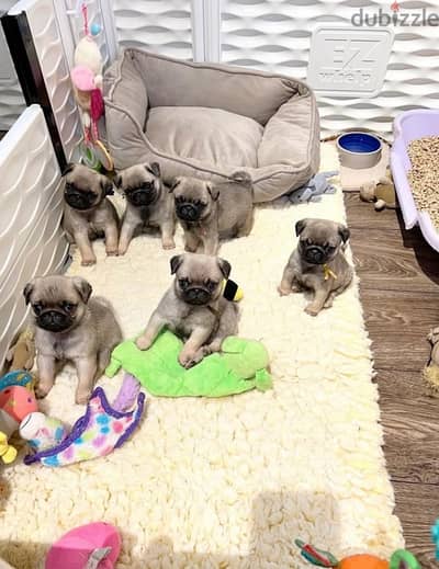 pug puppies اجمل جراوي بج