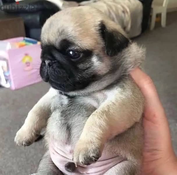 pug puppies اجمل جراوي بج 1