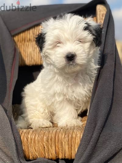 havanese puppies جراوي هفانيز