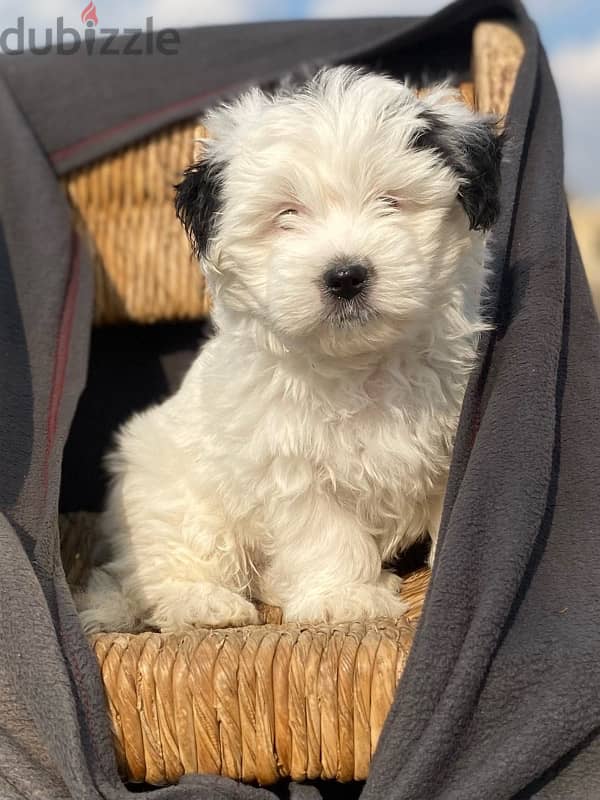 havanese puppies جراوي هفانيز 0