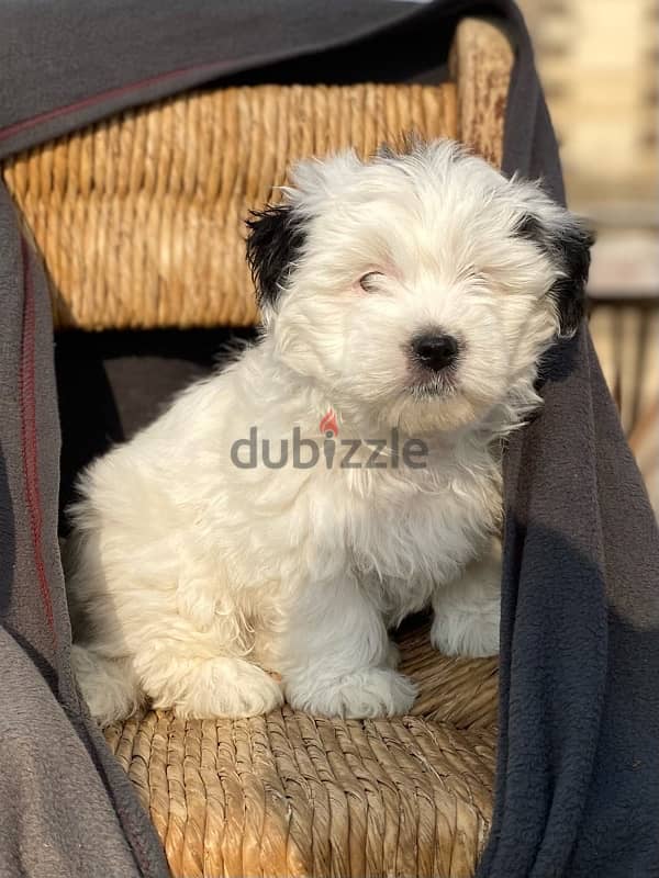 havanese puppies جراوي هفانيز 1