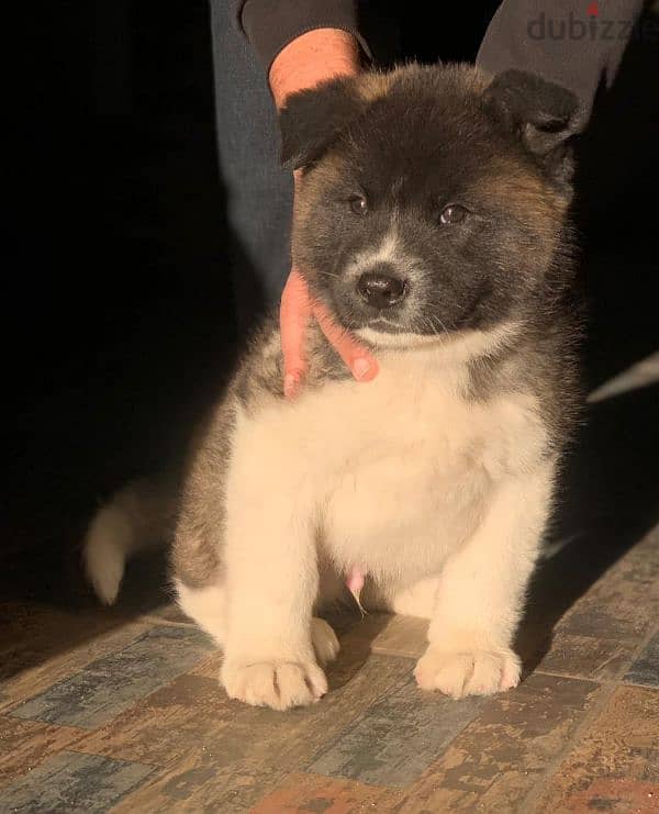 جرو اميريكان اكيتا عمر ٤٠ يوم American akita puppy top quality. 1