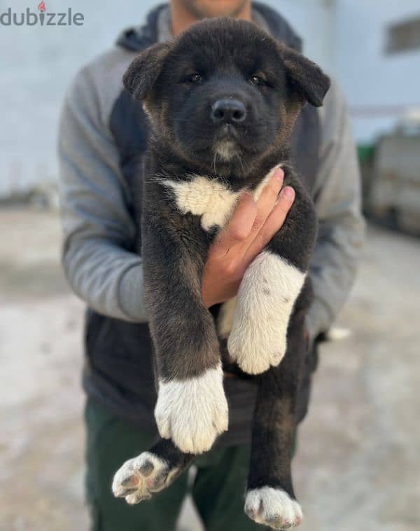 جرو اميريكان اكيتا عمر ٤٠ يوم American akita puppy top quality. 3