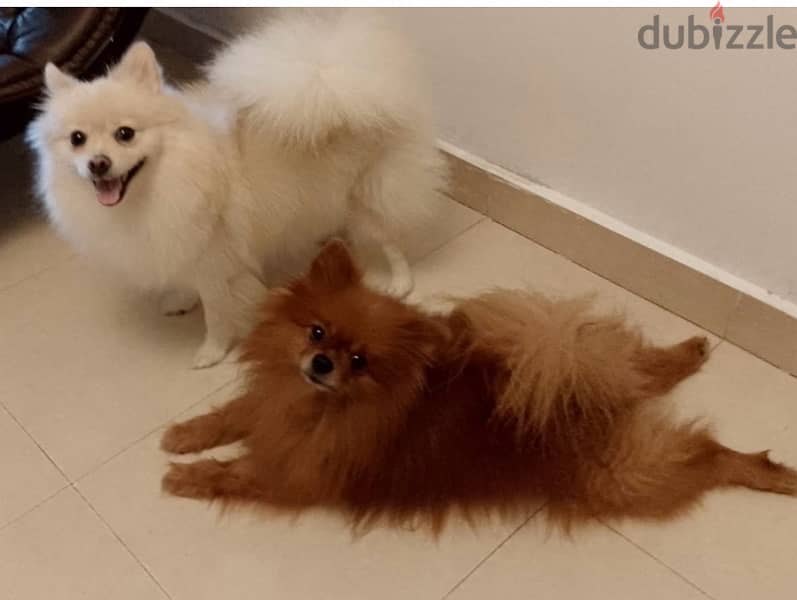 بومارنين Pomeranian for sale 3