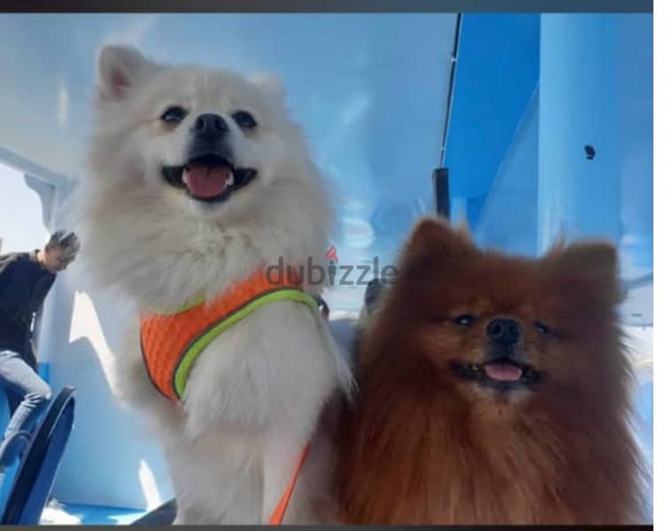 بومارنين Pomeranian for sale 4