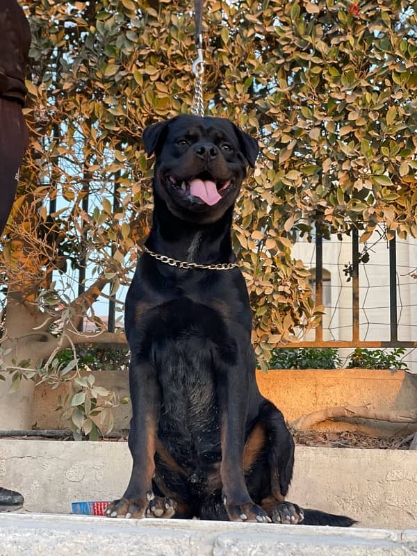 روت وايلر / rottweiler 1