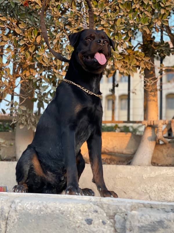 روت وايلر / rottweiler 5