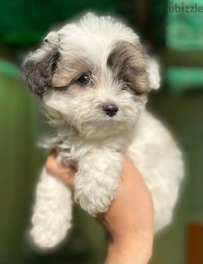 havanese