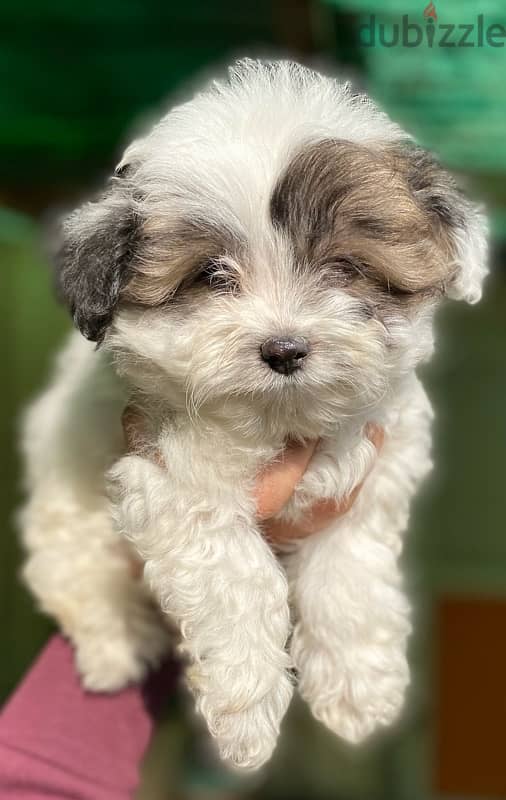 havanese 1