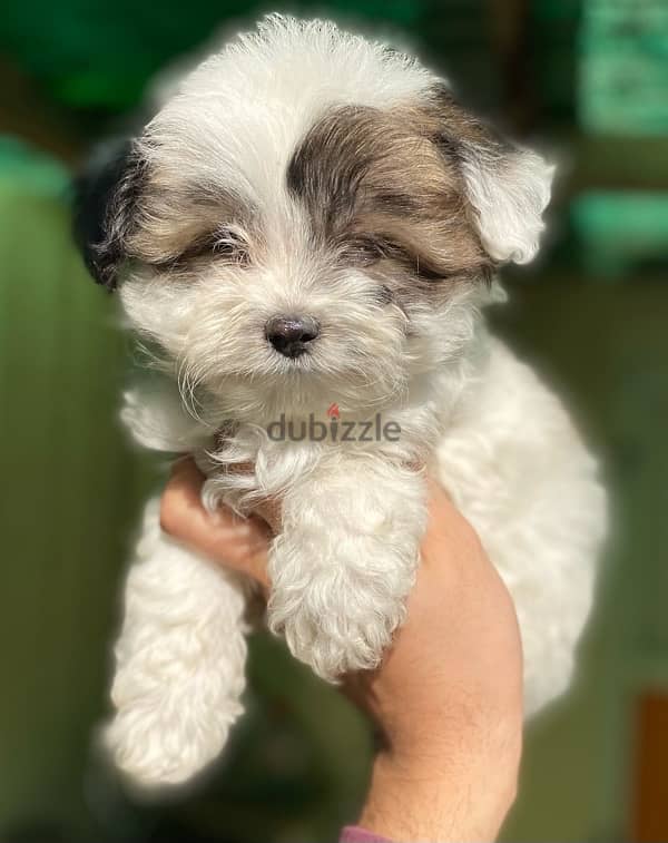 havanese 2