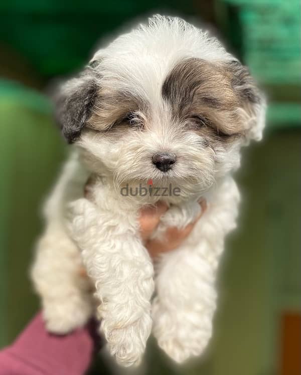 havanese 3