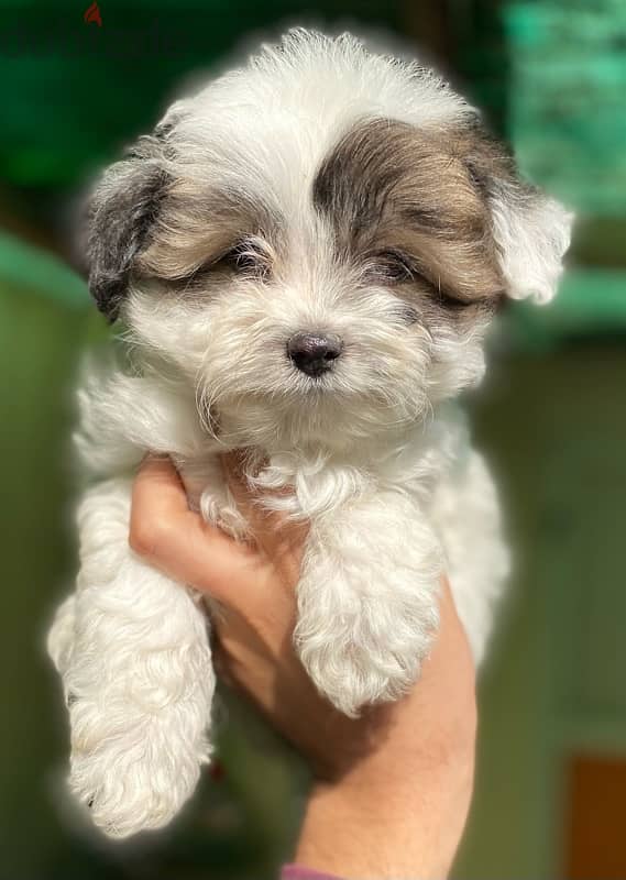 havanese 4