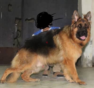 جيرمن شيبرد German shepherd