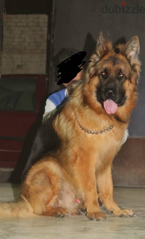 جيرمن شيبرد German shepherd 1