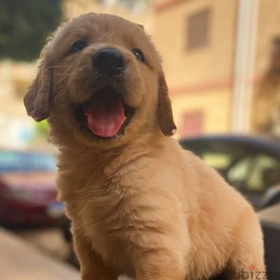 golden retriever puppies جولدن