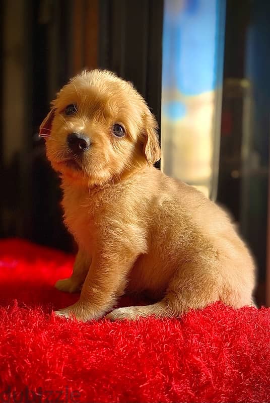 golden retriever puppies جولدن 1