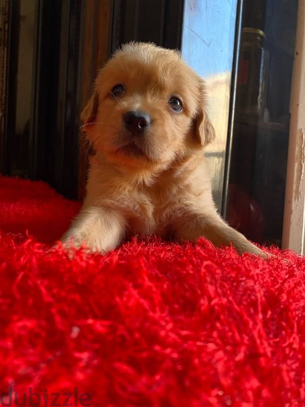 golden retriever puppies جولدن 2