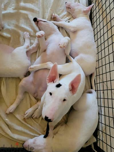 PREMIUM MINIATURE BULL TERRIER PUPS.